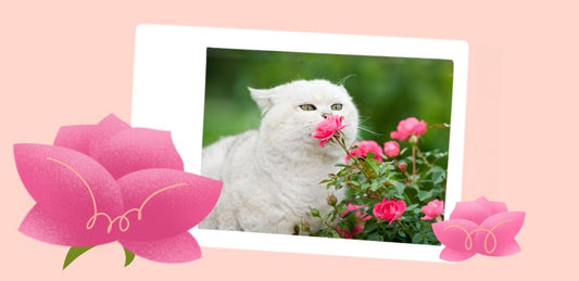 Find Cat-Friendly Flowers to Brighten Your Home without Worry.